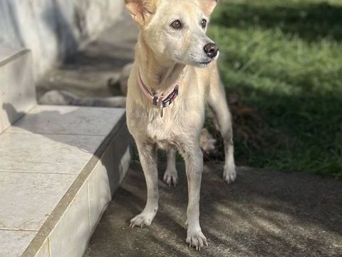 Belcha, femelle X cr&eacute;ole n&eacute;e le 01/03/2013 380 92000 Nanterre