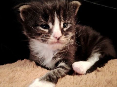 Chaton Maine Coon LOOF  Black and white  A r&eacute;server  1500 53000 Laval