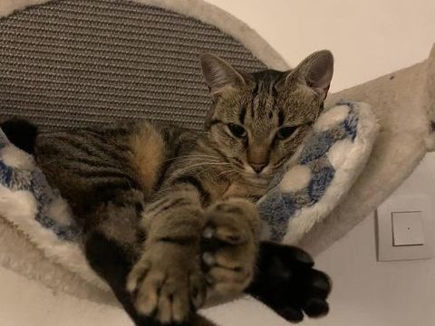 Pippa 200 44000 Nantes