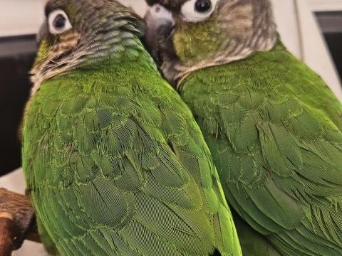 Connur 4 moi 250 06400 Cannes