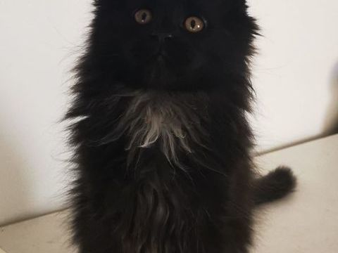 Maine coon 900 11000 Carcassonne