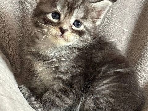 Chatons Maine coon LOOF 1450 30800 Saint-gilles