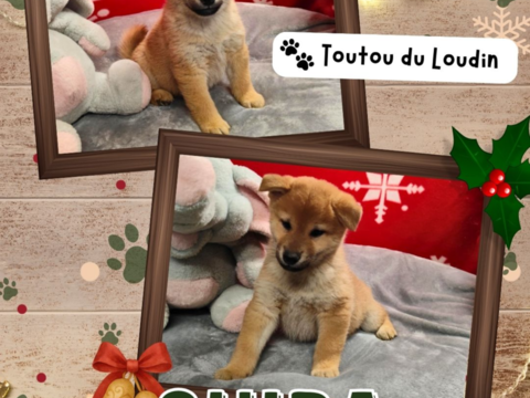 Chiot shiba inu mâle 650 18140 Prcy