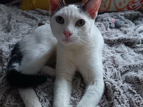 ARSENE 200 35170 Bruz