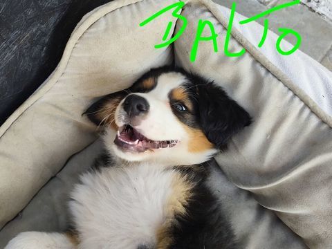 A adopter 700 30200 Bagnols-sur-cèze