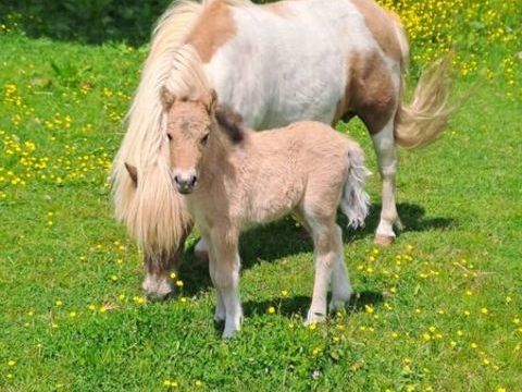 tr&egrave;s belle ponette shetland n&eacute;e en mai 2025. 1200 72200 La fl�che