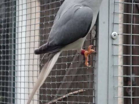 Perruche &agrave; collier 350 33000 Bordeaux