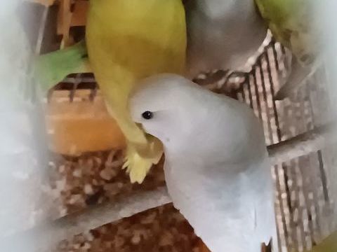 Perruches ondul&eacute;es 
15 33640 Portets