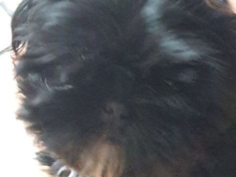 Chiot shih tzu femelle 0 95330 Domont