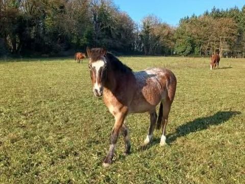 Akhenaton cherche sa famille pour la vie 400 35190 La chapelle-aux-filtzm�ens