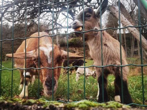 Chèvres naines apprivoisées 100 52110 Doulevant-le-chteau