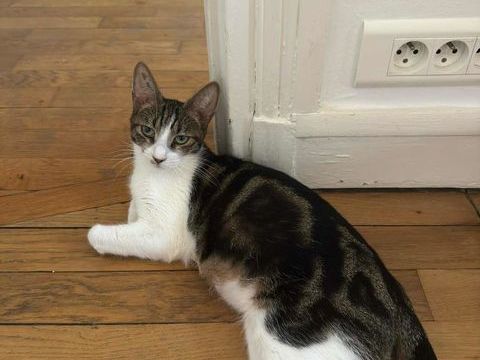 Iris jeune chatte douce et facile &agrave; vivre 180 92700 Colombes