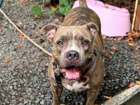 ✨️ ALMA ✨️ 🐶 290 93150 Le blanc-mesnil