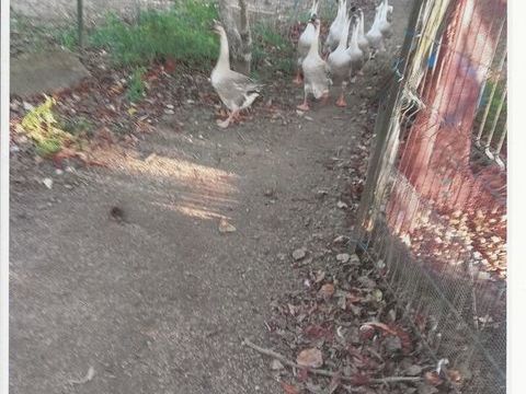 oies de guinee males et femelles pretes &agrave; pondre.
35 euros 35 29730 Treffiagat