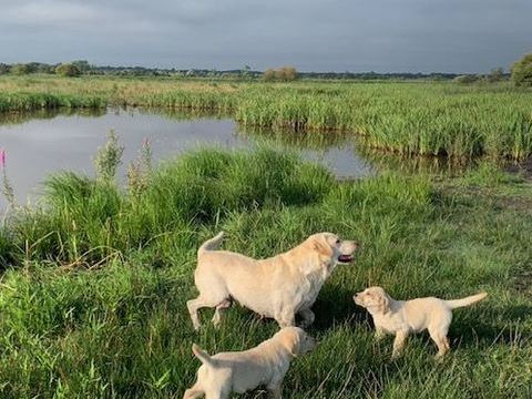 1 M&Acirc;LE LABRADOR SABLE LOF 1300 44680 Saint-mars-de-coutais