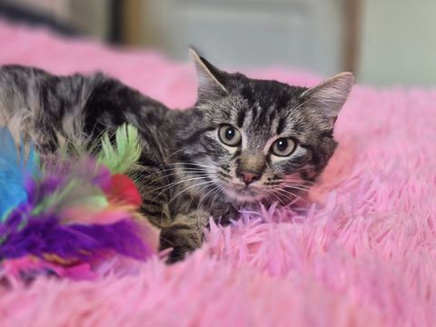 ACHILLE 210 60000 Beauvais