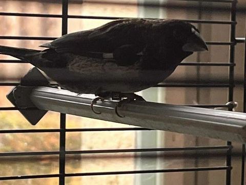 Oiseaux 15 24340 Champeaux-et-la-chapelle-pommier