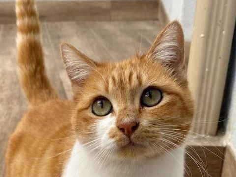 RUBIA 220 95610 �ragny