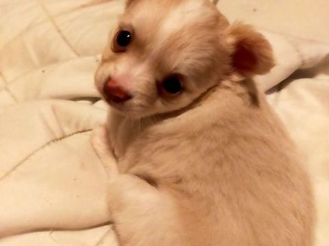 Chihuahua beige et blanc m&acirc;le 650 56000 Vannes