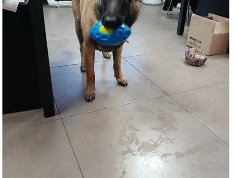 Chien VANILLE à l adoption 300 83140 Six-fours-les-plages