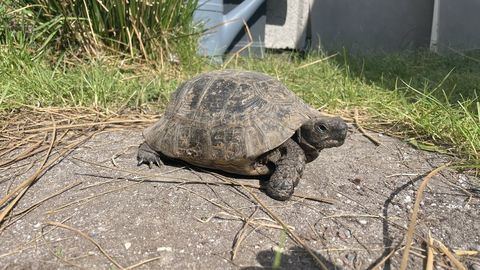 Tortue grecque m&acirc;le adulte  300 33000 Bordeaux