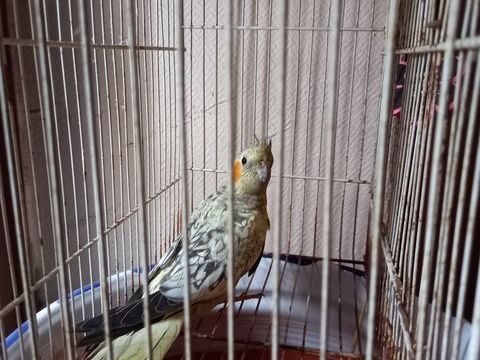 Callopsittes perl&eacute;es 20 11500 Quillan