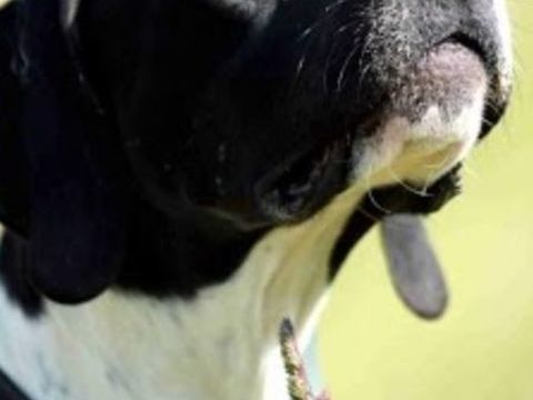 pointer anglais 1500 31390 Carbonne