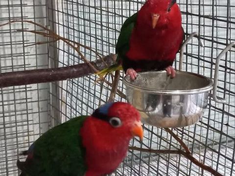 LORIQUET PAPOU 500 83000 Toulon