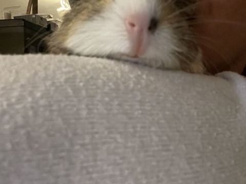 B&eacute;b&eacute; cochon d'Inde m&acirc;le 15 06250 Mougins