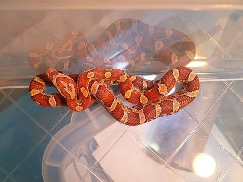 Pantherophis guttatus (serpent des blés) 35 37330 Souvign