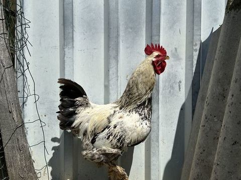 Coq 6 49670 Valanjou