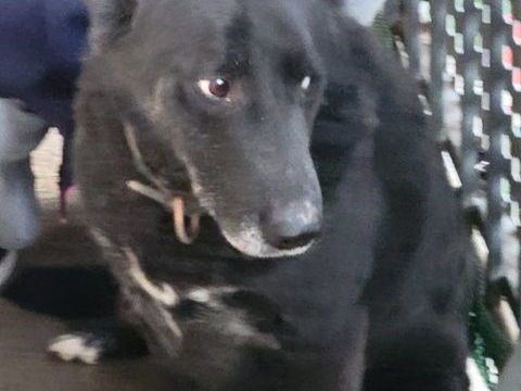 Donne chien 0 65200 Bagn�res-de-bigorre