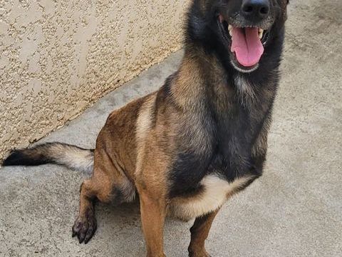 ALIZEE, malinoise, 4 ans 220 34500 B�ziers