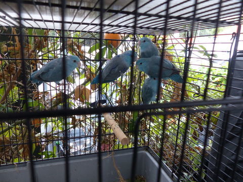  toui céleste 25 85550 La barre-de-monts