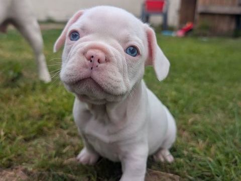 Chiot Bouledogue fran&ccedil;ais disponible Male.
0 47300 Villeneuve-sur-lot