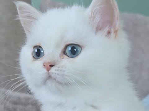 ALTESSE 1200 69002 Lyon