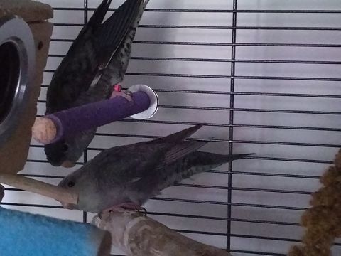 Couple perruche Catherine mutation mauve 110 17610 Chaniers