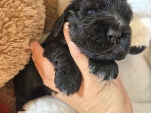 Jolis cocker spaniel anglais 1800 30320 Saint-gervasy