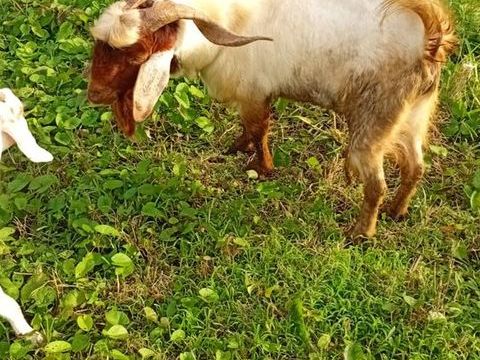 bouc de race Boer 800 97232 Le lamentin