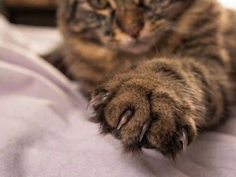 JEUNE MALE MAINE COON LOOF 800 51100 Reims