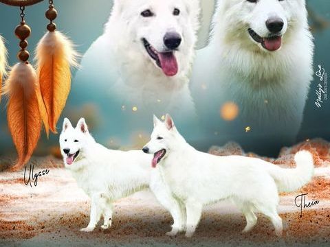 Chiots Berger Blanc Suisse  LOF 1500 37600 Loches