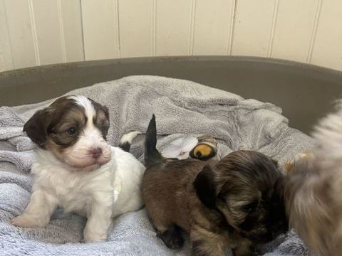 A r&eacute;serv&eacute; bichon havanais male et femelle 950 85220 La chapelle-hermier