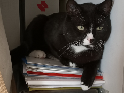 TERRY CHAT NOIR & BLANC 4 ANS 1/2 195 92260 Fontenay-aux-roses