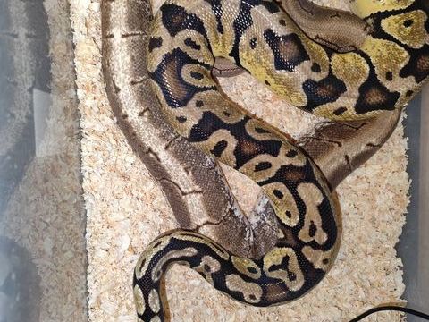 Python spinner et spyder 100 31000 Toulouse