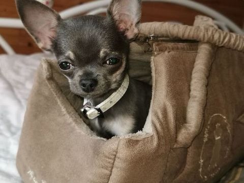 "Donne" Chihuahua jeune femelle adulte 0 65380 Hibarette