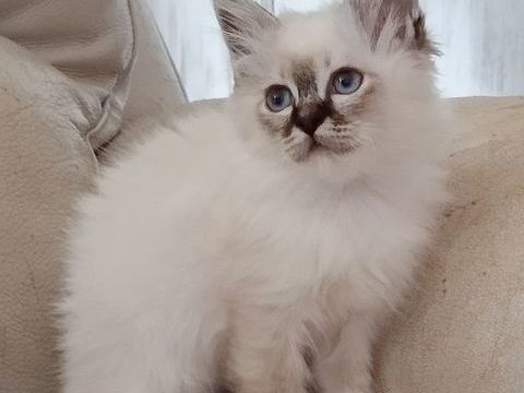 Sacr&eacute; de Birmanie loof 1000 56140 Tréal