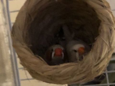 Oiseaux mandarins 0 07380 Meyras