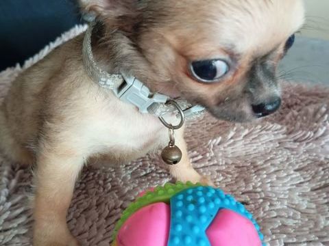 Tr&egrave;s jolie port&eacute;e de chihuahuas issue de parents lof 950 83920 La motte