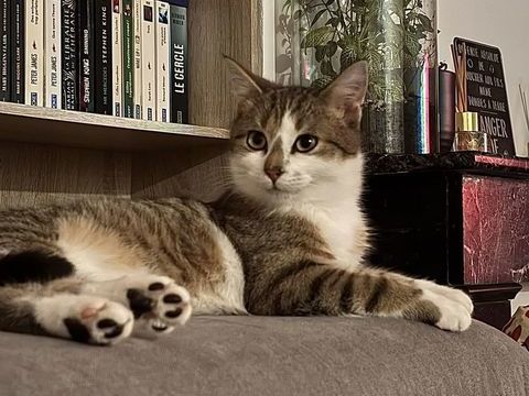 Onyx, chat tigr&eacute; et blanc &agrave; adopter 200 18200 Saint-amand-montrond