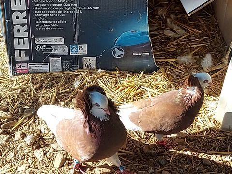 Pigeons Capucins 40 83400 Hy�res